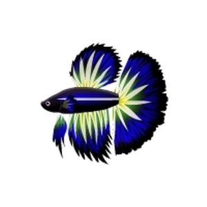 Cobalt Radiant Betta